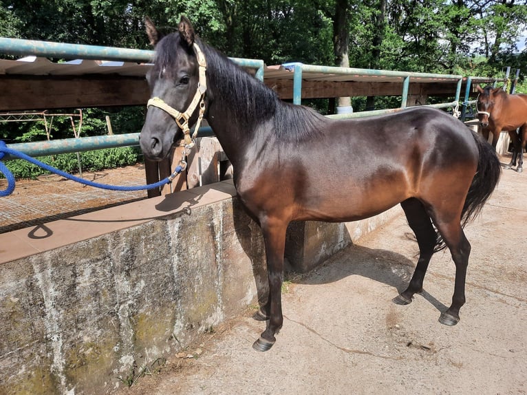 Paso Fino Gelding 5 years Black in Morsbach