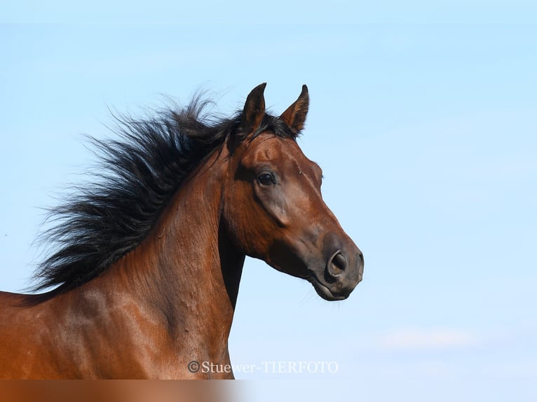 Paso Fino Gelding 5 years Brown in Morsbach