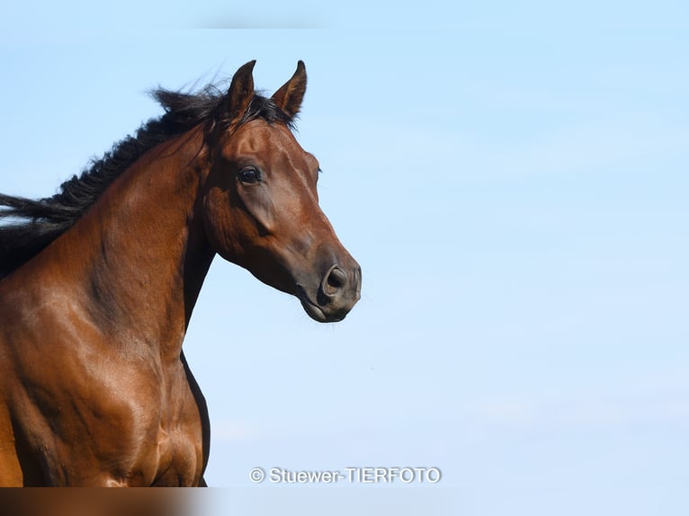 Paso Fino Gelding 5 years Brown in Morsbach