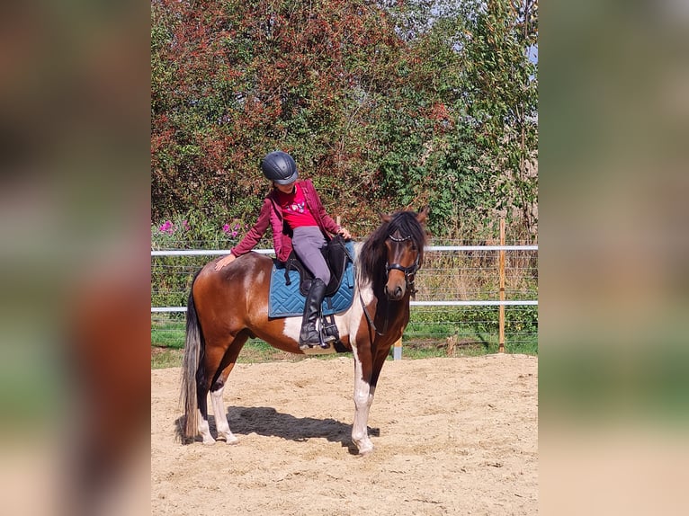 Paso Fino Gelding 6 years 13,1 hh Pinto in Warendorf
