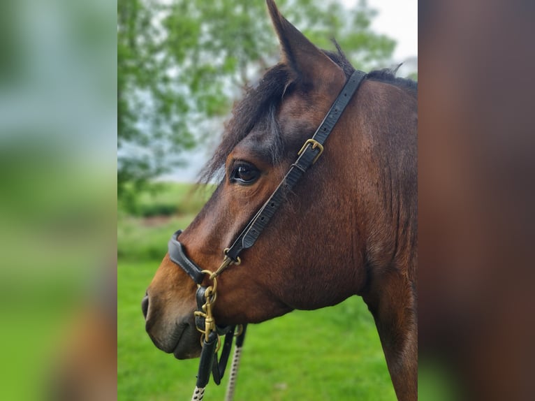 Paso Fino Gelding 6 years 13,1 hh Pinto in Warendorf