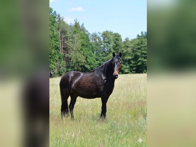 Paso Fino Gelding 6 years 14.2 hh Smoky-Black in Wiesentheid