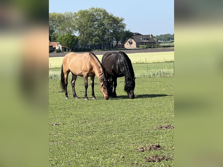 Paso Fino Mix Gelding 6 years 15,2 hh Dunalino in St. Willebrord