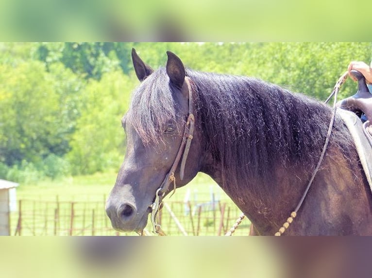 Paso Fino Gelding 7 years 17 hh Black in Norwich