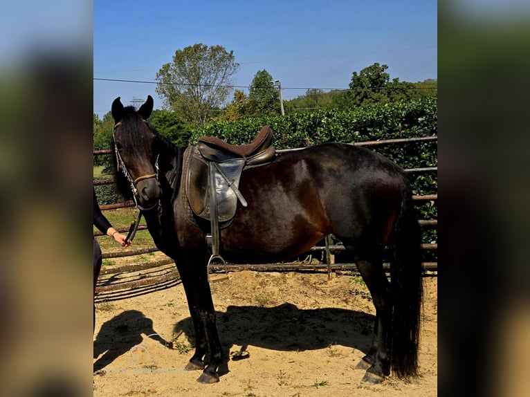 Paso Fino Giumenta 10 Anni 142 cm Morello in Lancaster, SC