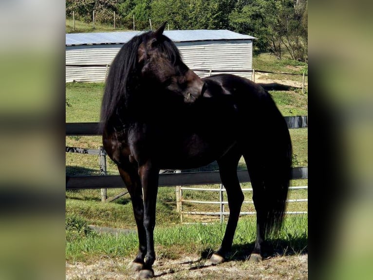 Paso Fino Giumenta 10 Anni 142 cm Morello in Lancaster, SC