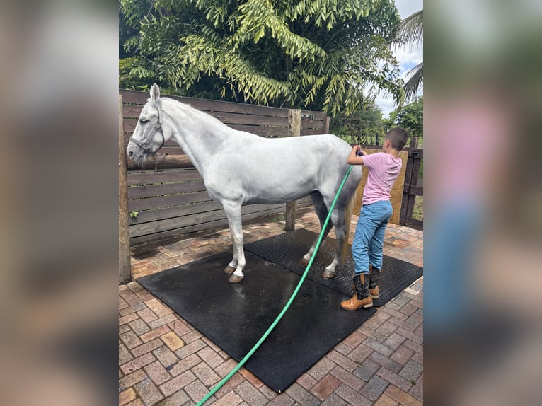 Paso Fino Giumenta 13 Anni Bianco in Fort Lauderdale