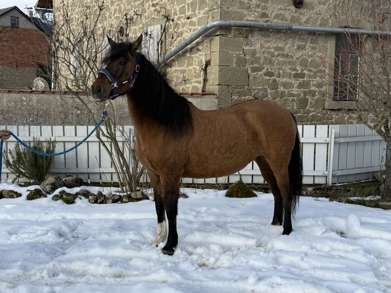 Paso Fino Giumenta 18 Anni 146 cm  in WiesentheidWiesentheid