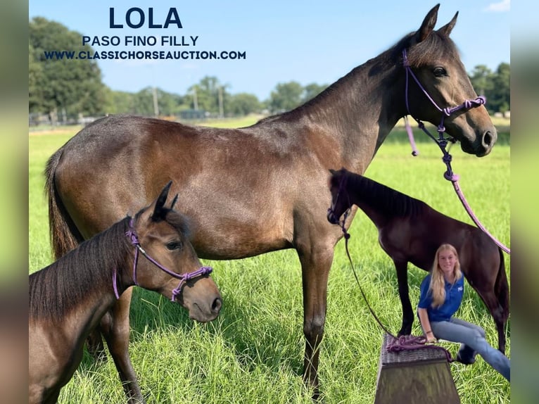 Paso Fino Giumenta 1 Anno 142 cm Baio ciliegia in Poplarville, MS