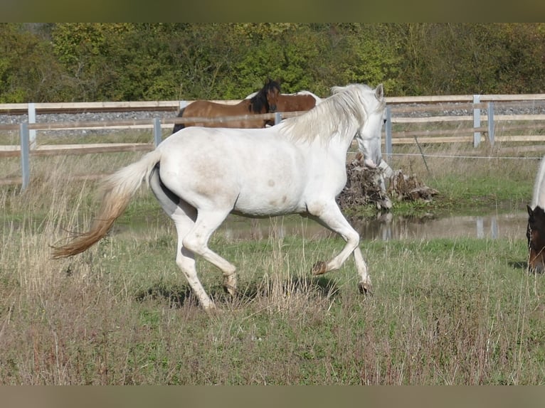 Paso Fino Giumenta 2 Anni 150 cm in Markt Bibart