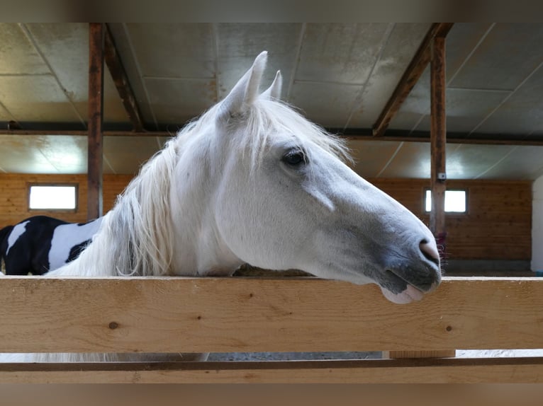 Paso Fino Giumenta 2 Anni 150 cm in Markt Bibart