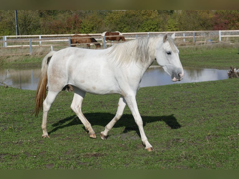 Paso Fino Giumenta 2 Anni 150 cm in Markt Bibart