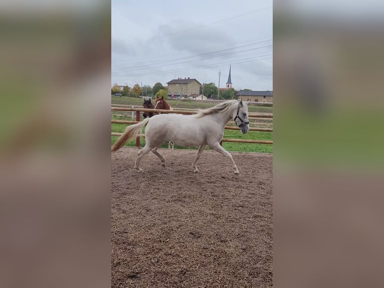 Paso Fino Giumenta 2 Anni 150 cm in Markt Bibart