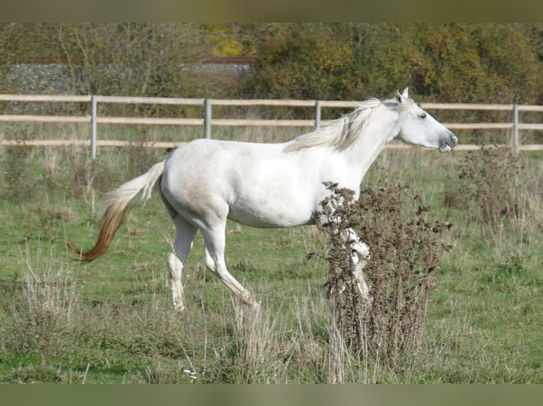 Paso Fino Giumenta 2 Anni 150 cm in Markt Bibart