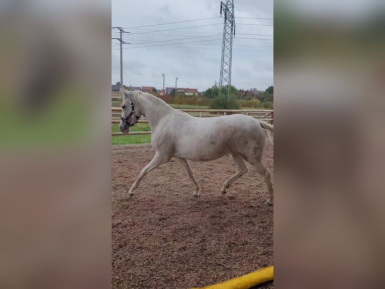 Paso Fino Giumenta 2 Anni 150 cm in Markt Bibart