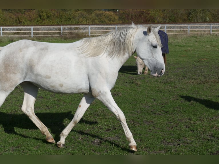 Paso Fino Giumenta 2 Anni 150 cm in Markt Bibart