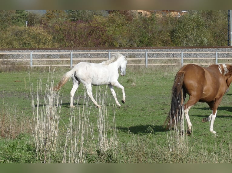 Paso Fino Giumenta 2 Anni 150 cm in Markt Bibart