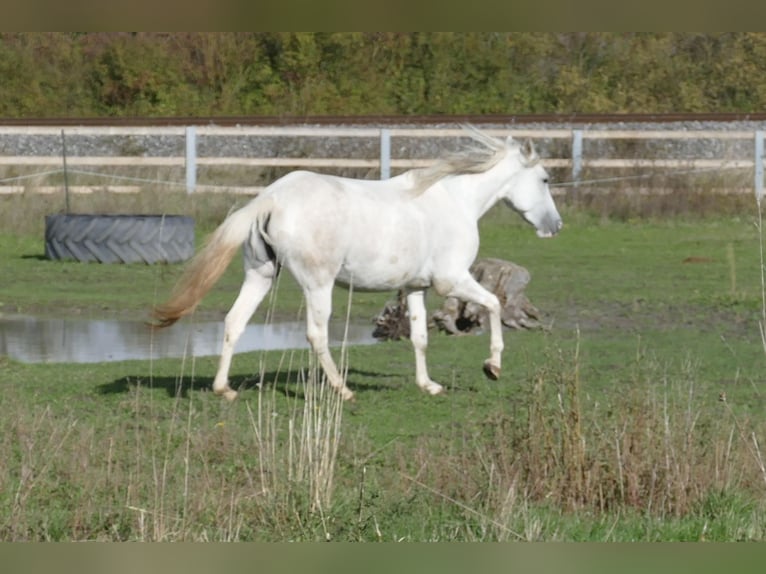 Paso Fino Giumenta 2 Anni 150 cm in Markt Bibart