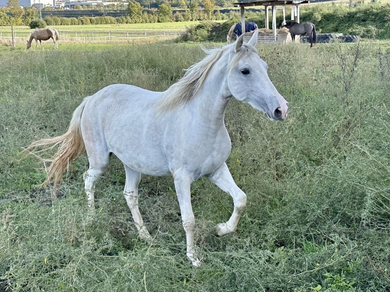 Paso Fino Giumenta 2 Anni 150 cm in Markt Bibart