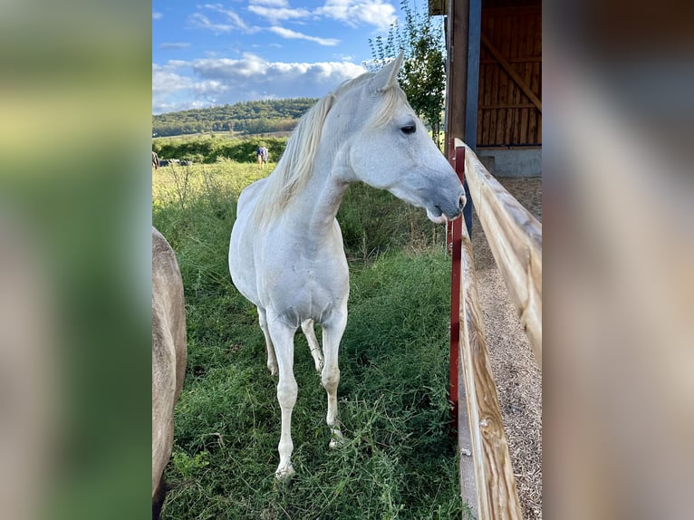 Paso Fino Giumenta 2 Anni 150 cm in Markt Bibart