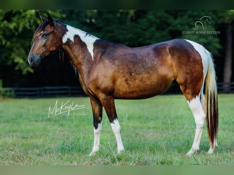 Paso Fino Giumenta 4 Anni 132 cm Baio ciliegia in Poplarville, MS