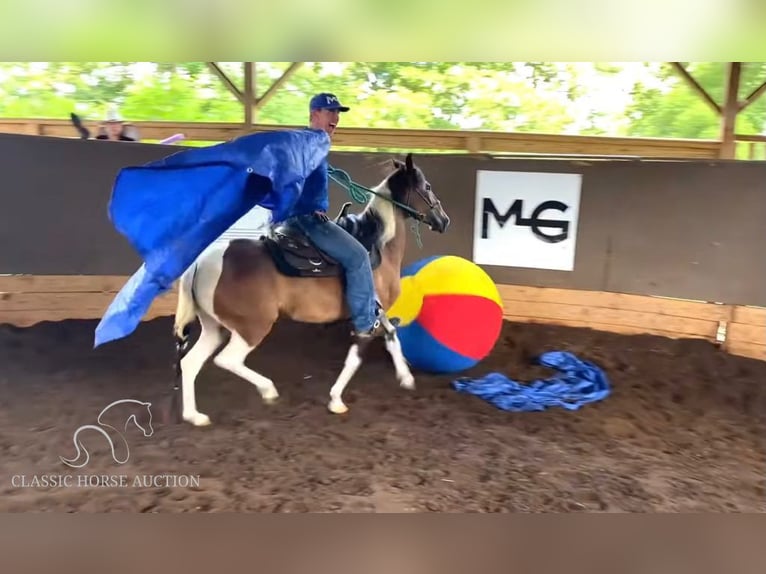 Paso Fino Giumenta 4 Anni 132 cm Baio ciliegia in Poplarville, MS