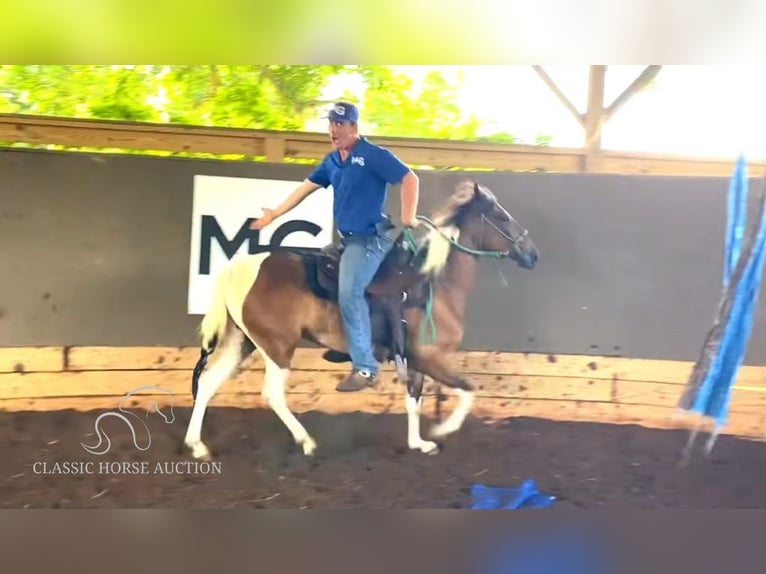 Paso Fino Giumenta 4 Anni 132 cm Baio ciliegia in Poplarville, MS