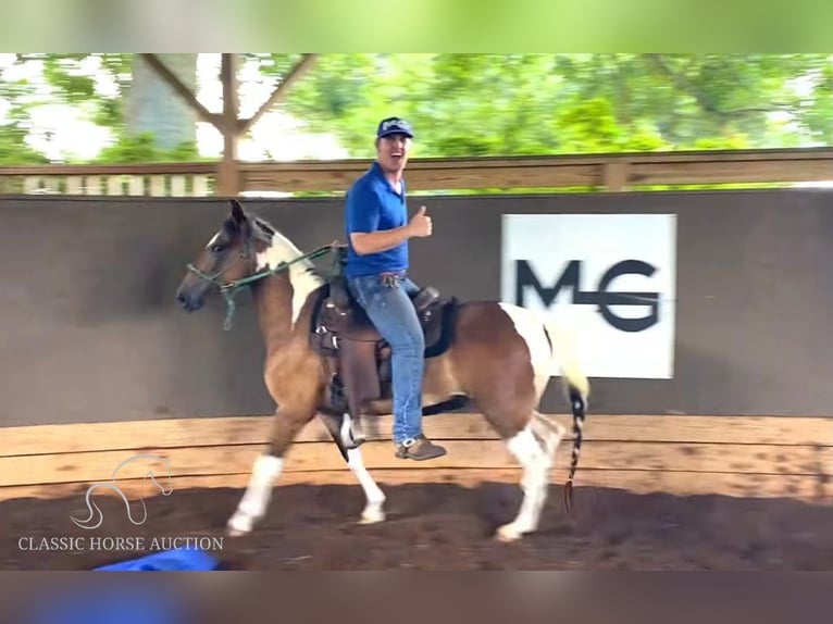 Paso Fino Giumenta 4 Anni 132 cm Baio ciliegia in Poplarville, MS