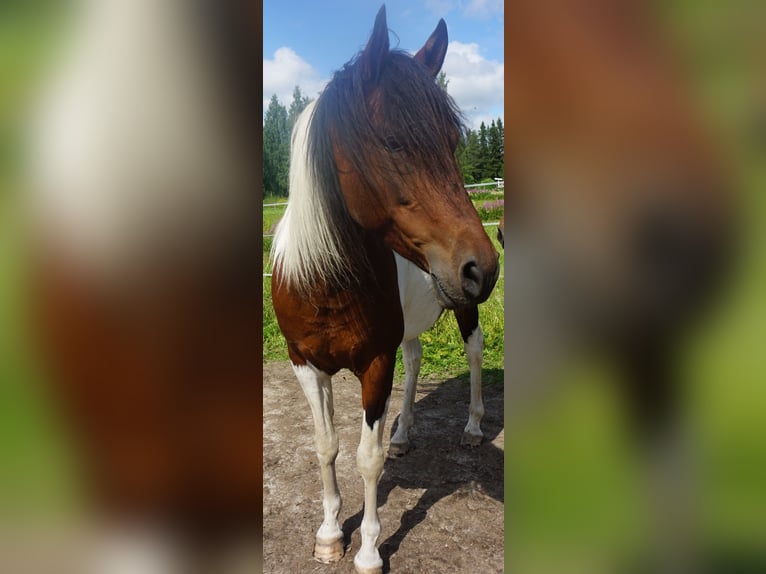 Paso Fino Giumenta 5 Anni 142 cm Baio ciliegia in Skellefteå