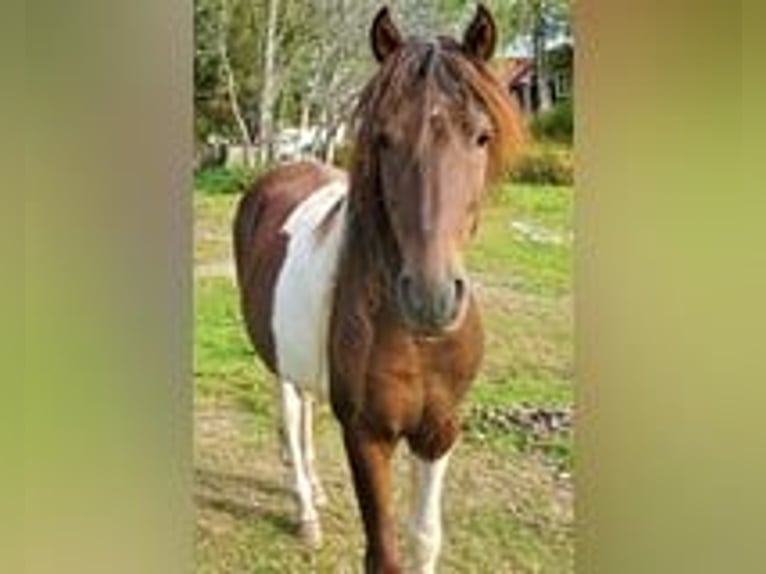 Paso Fino Giumenta 5 Anni 142 cm Baio ciliegia in Skellefteå