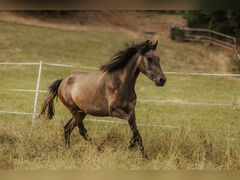 Paso Fino Giumenta 5 Anni in Henau