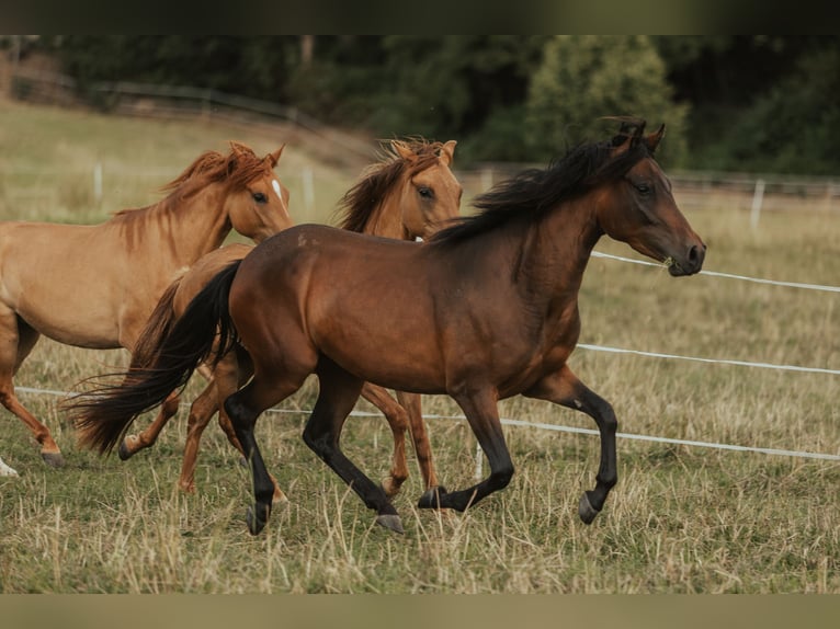 Paso Fino Giumenta 5 Anni in Henau
