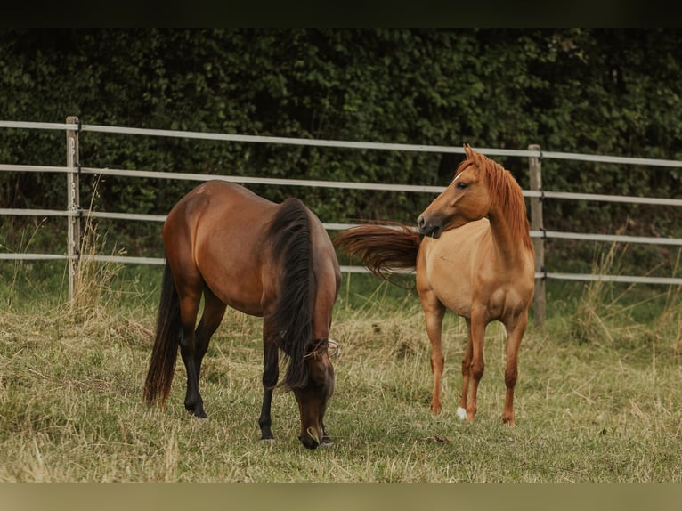 Paso Fino Giumenta 5 Anni in Henau