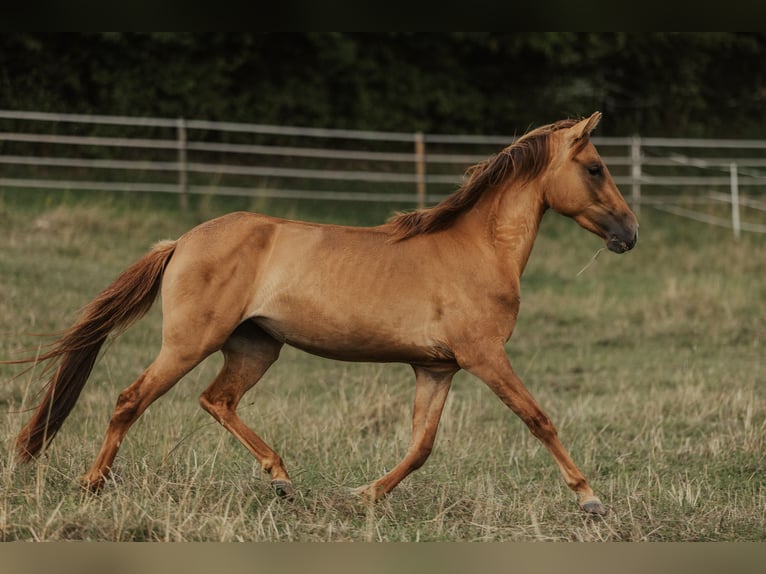 Paso Fino Giumenta 5 Anni in Henau