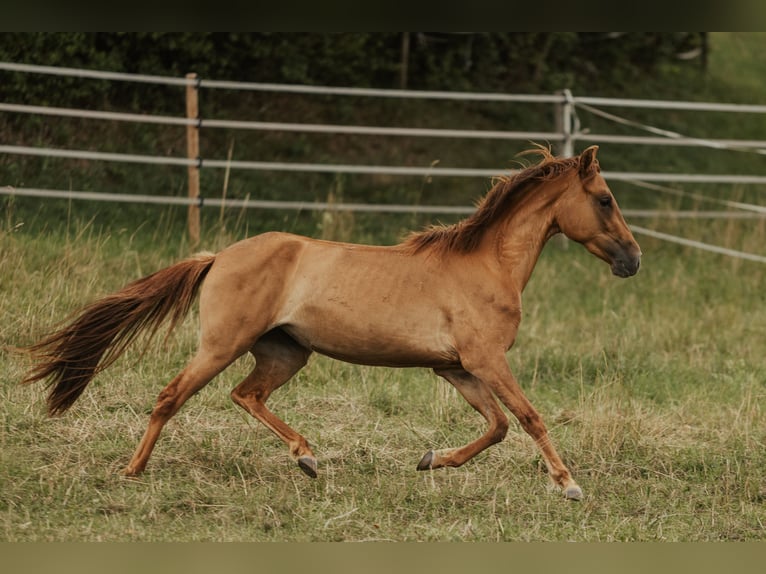 Paso Fino Giumenta 5 Anni in Henau