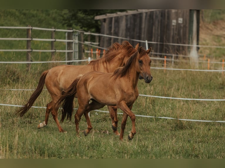 Paso Fino Giumenta 5 Anni in Henau