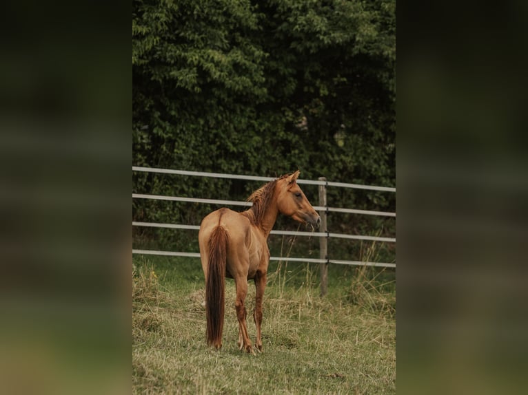 Paso Fino Giumenta 5 Anni in Henau