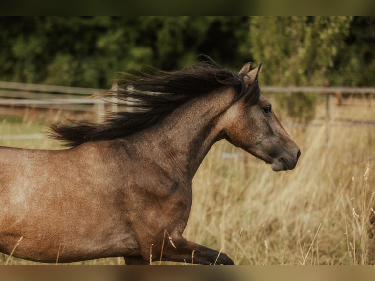 Paso Fino Giumenta 5 Anni in Henau