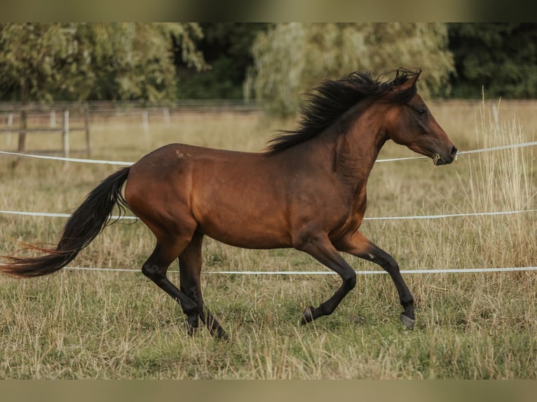 Paso Fino Giumenta 5 Anni in Henau