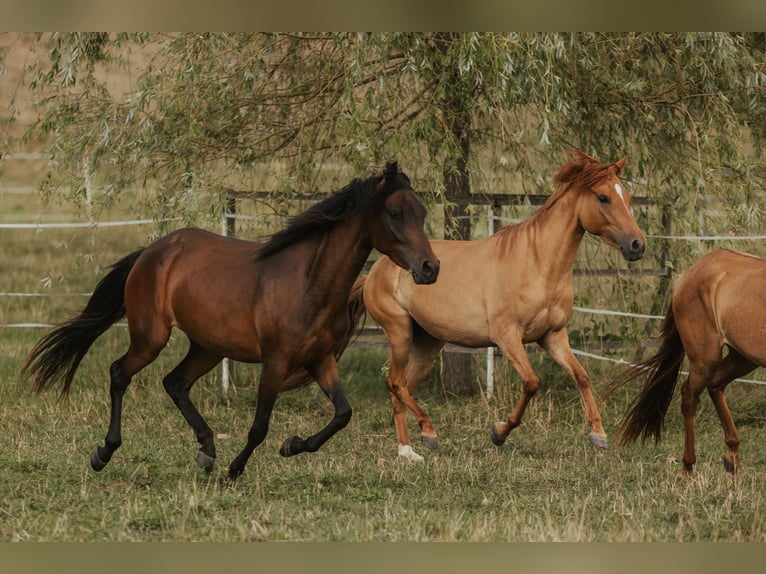 Paso Fino Giumenta 5 Anni in Henau