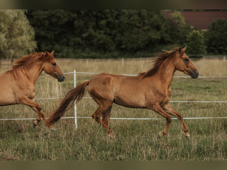 Paso Fino Giumenta 5 Anni in Henau