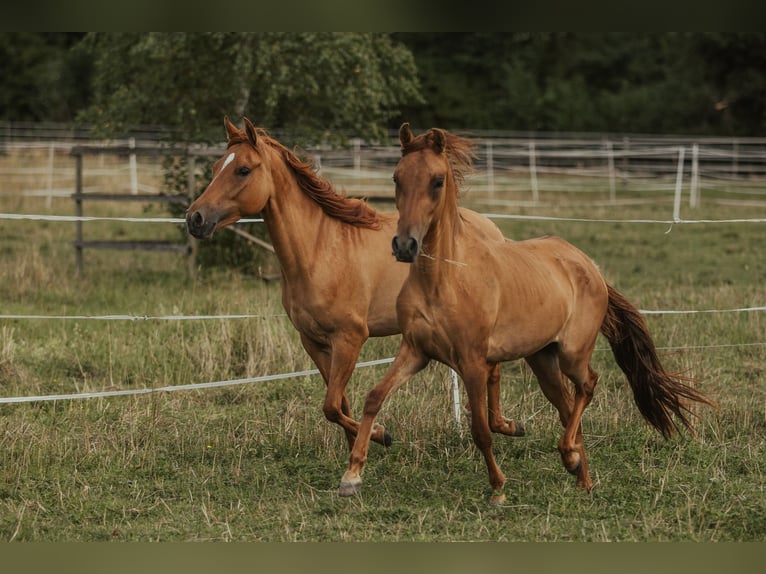 Paso Fino Giumenta 5 Anni in Henau