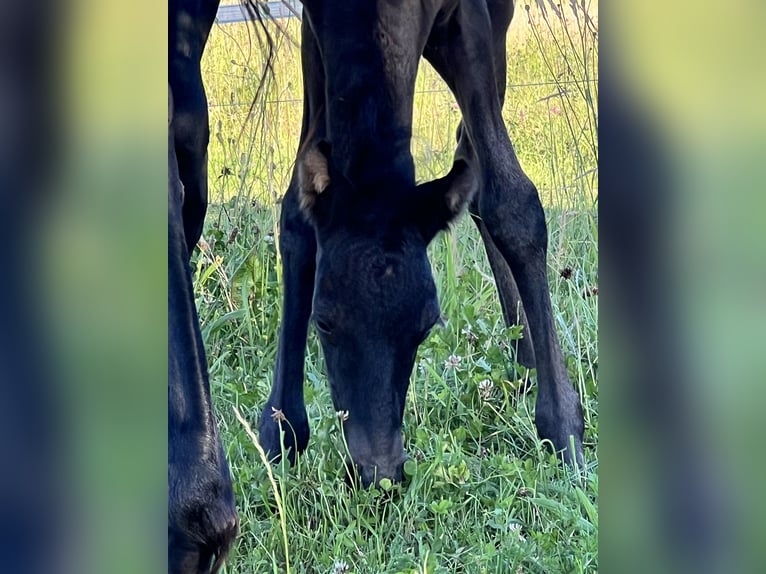 Paso Fino Giumenta Puledri (06/2026) 144 cm Rabicano in Schmelz