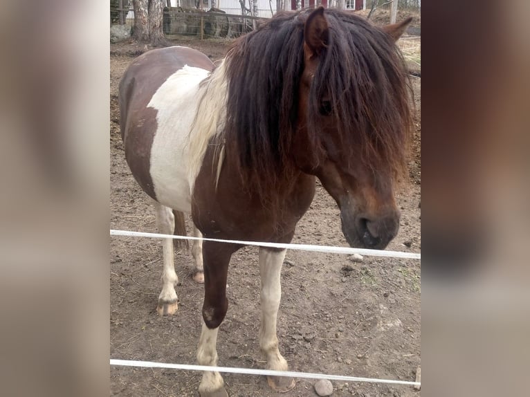 Paso Fino Hengst 10 Jaar Gevlekt-paard in Skellefteå