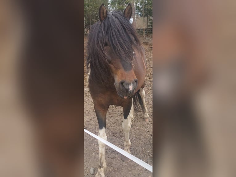 Paso Fino Hengst 10 Jaar Gevlekt-paard in Skellefteå