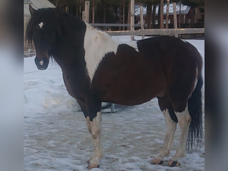 Paso Fino Hengst 10 Jaar Gevlekt-paard in Skellefteå