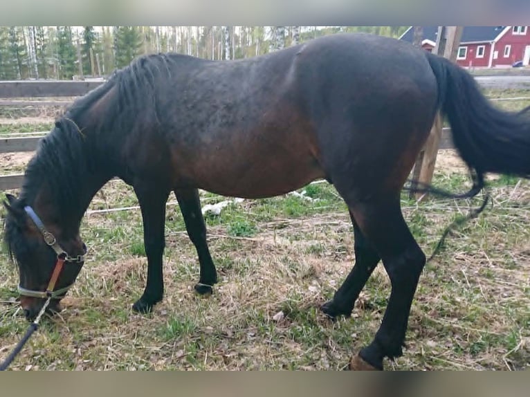 Paso Fino Hengst 10 Jaar Gevlekt-paard in Skellefteå