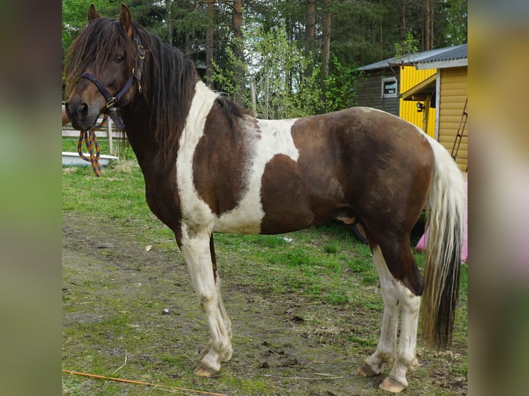 Paso Fino Hengst 10 Jaar Gevlekt-paard in Skellefteå