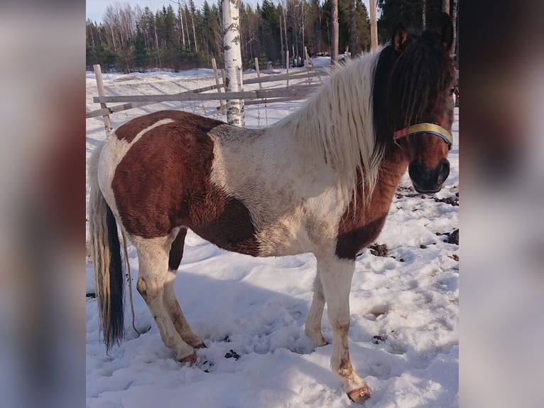 Paso Fino Hengst 10 Jaar Gevlekt-paard in Skellefteå