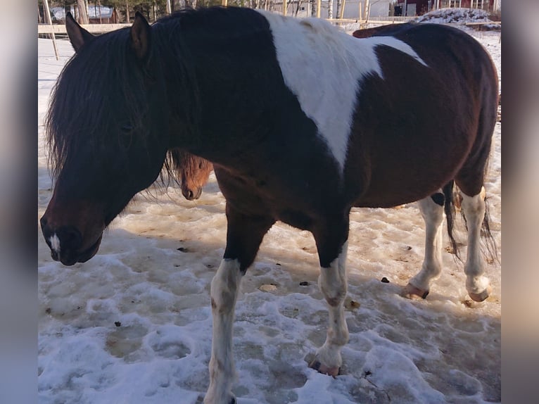 Paso Fino Hengst 10 Jahre Schecke in Skellefteå